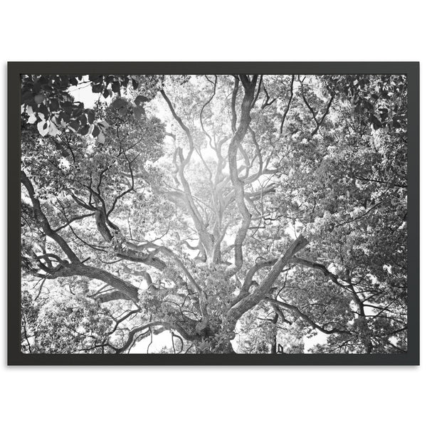 Tree of Life II - Shutter and Frame