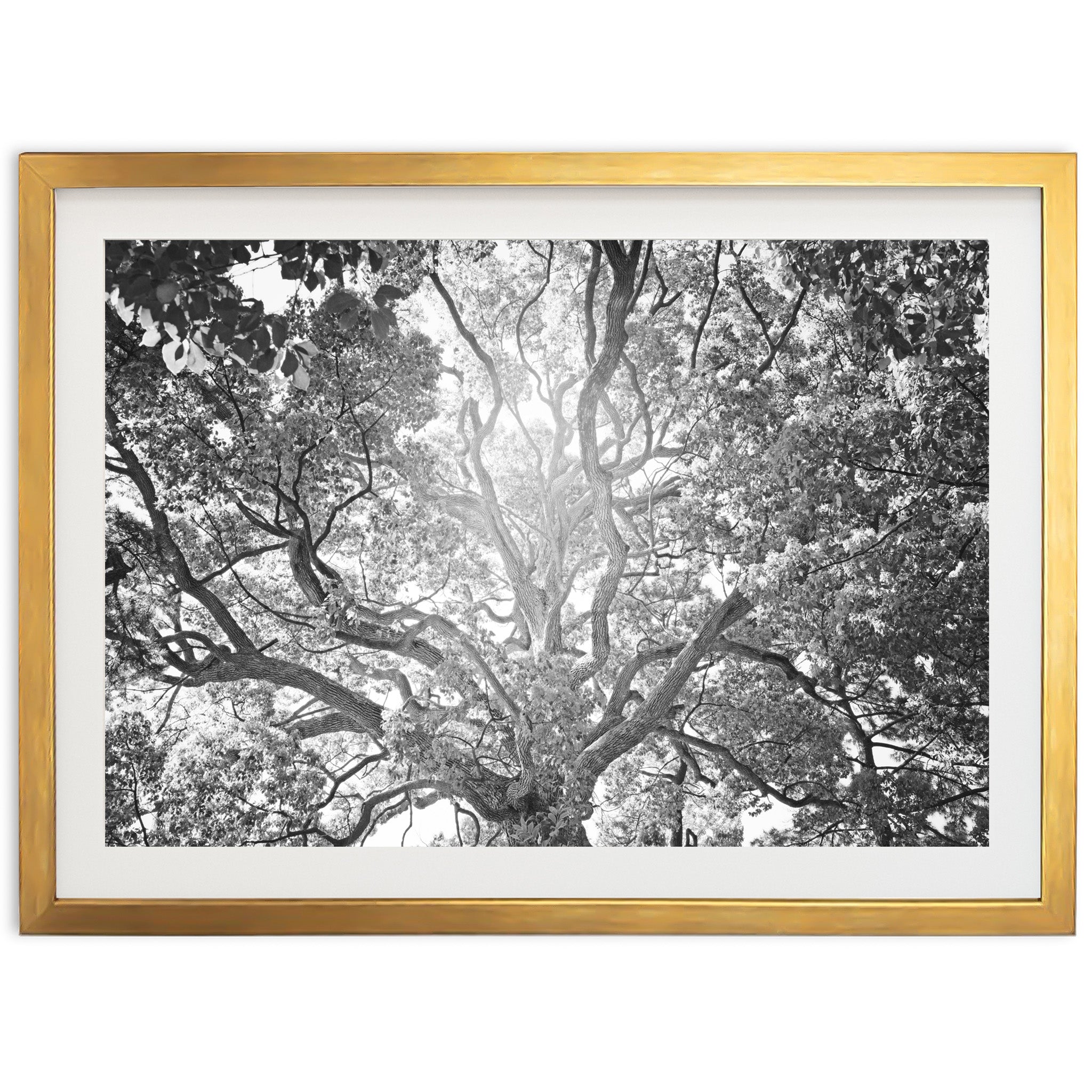 Tree of Life II - Shutter and Frame
