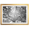 Tree of Life II - Shutter and Frame
