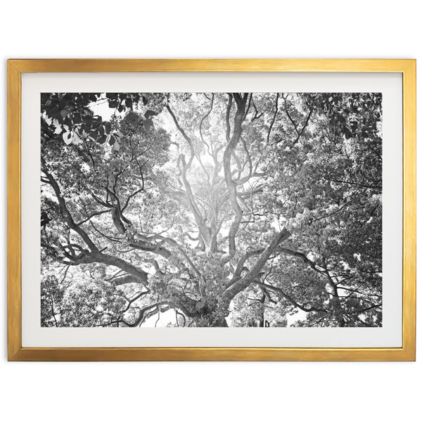 Tree of Life II - Shutter and Frame