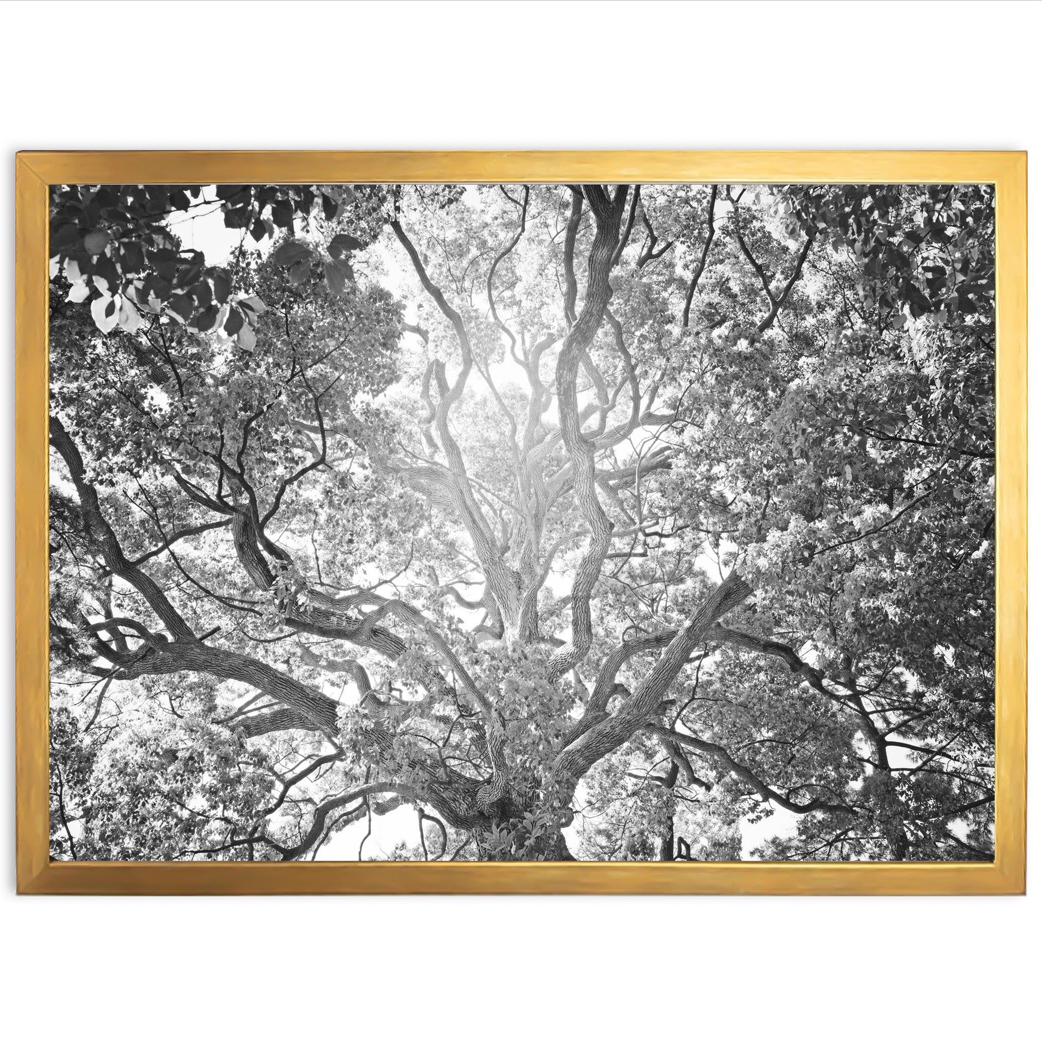 Tree of Life II - Shutter and Frame