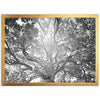 Tree of Life II - Shutter and Frame