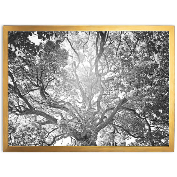 Tree of Life II - Shutter and Frame