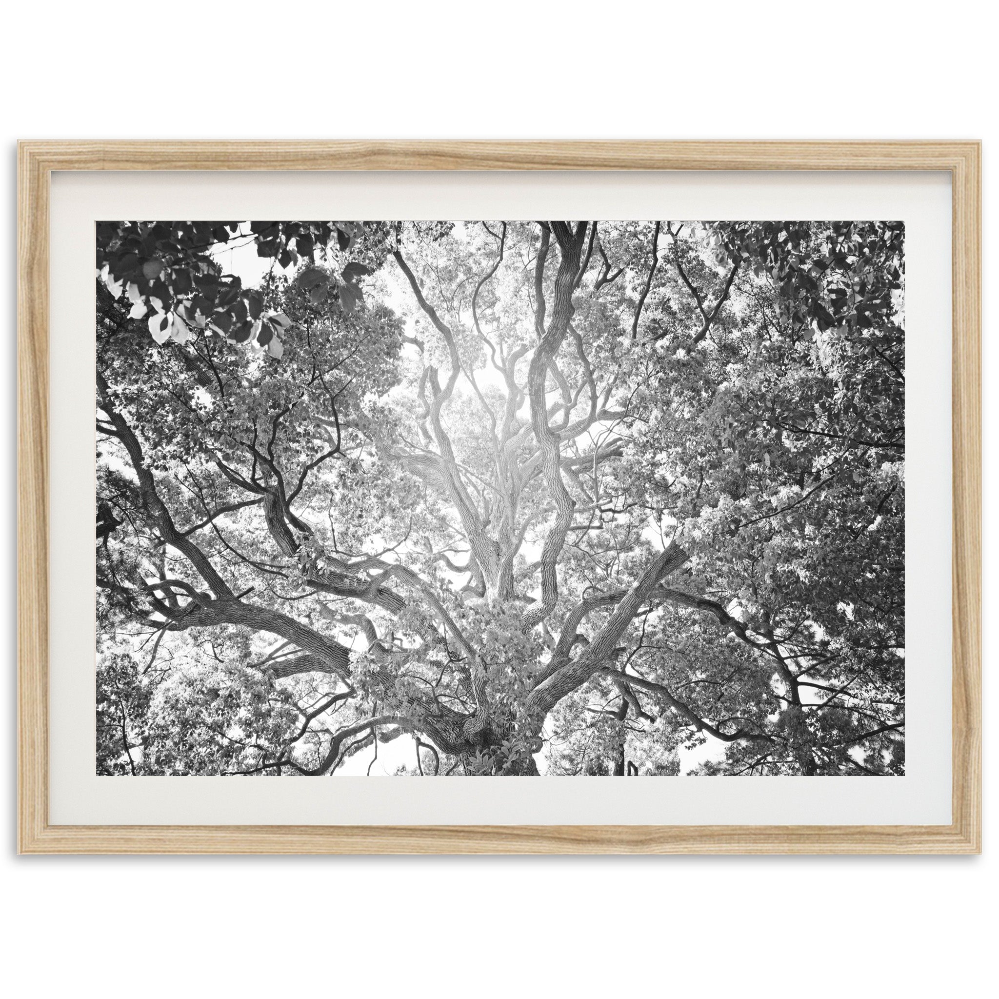 Tree of Life II - Shutter and Frame