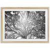 Tree of Life II - Shutter and Frame