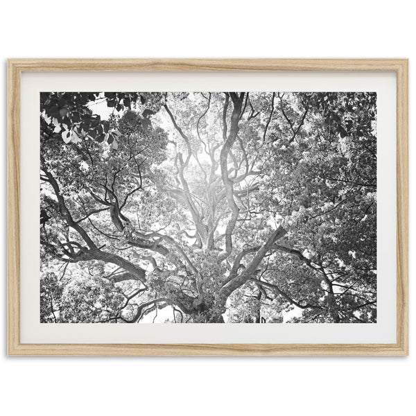Tree of Life II - Shutter and Frame