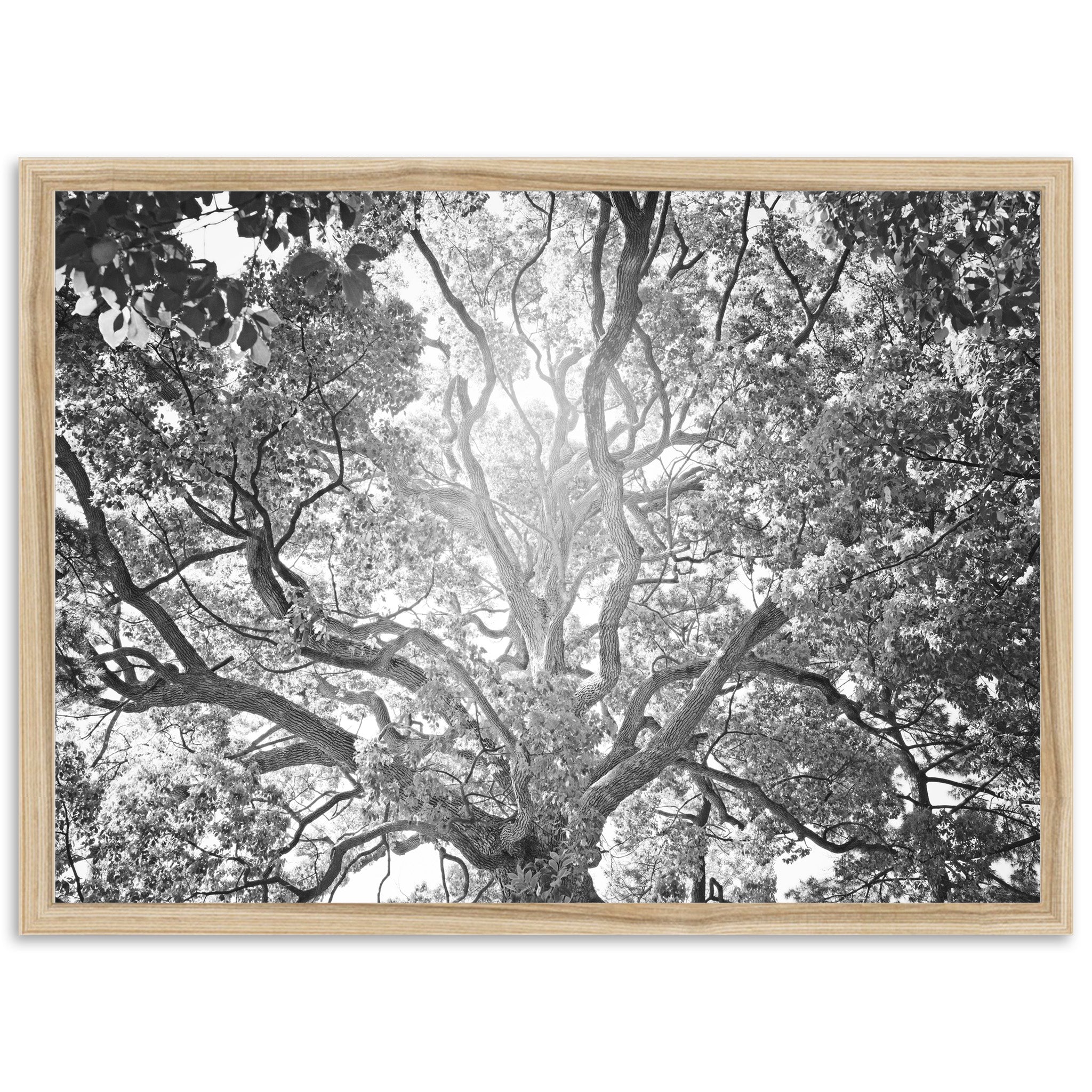 Tree of Life II - Shutter and Frame