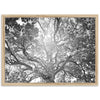 Tree of Life II - Shutter and Frame
