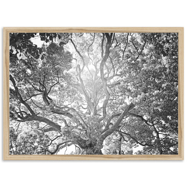 Tree of Life II - Shutter and Frame