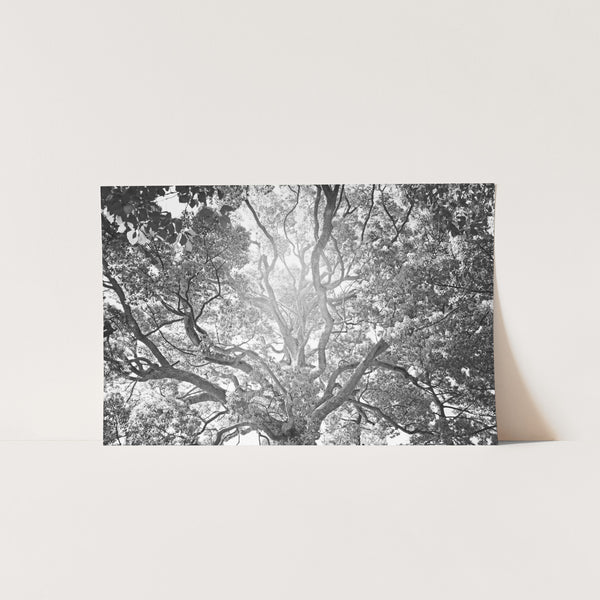 Tree of Life II - Shutter and Frame