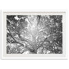 Tree of Life II - Shutter and Frame