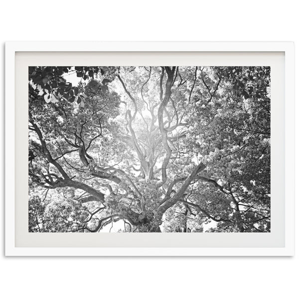 Tree of Life II - Shutter and Frame