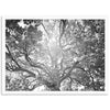 Tree of Life II - Shutter and Frame