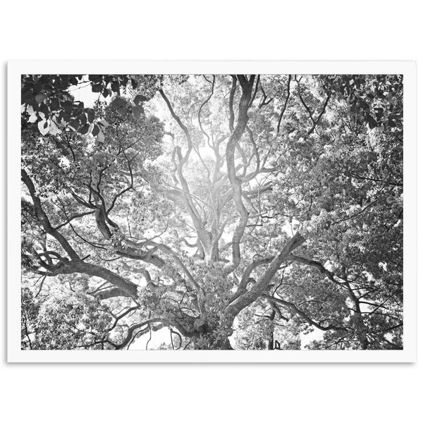 Tree of Life II - Shutter and Frame
