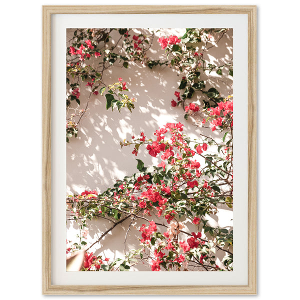 Bougainvillea - Shutter and Frame