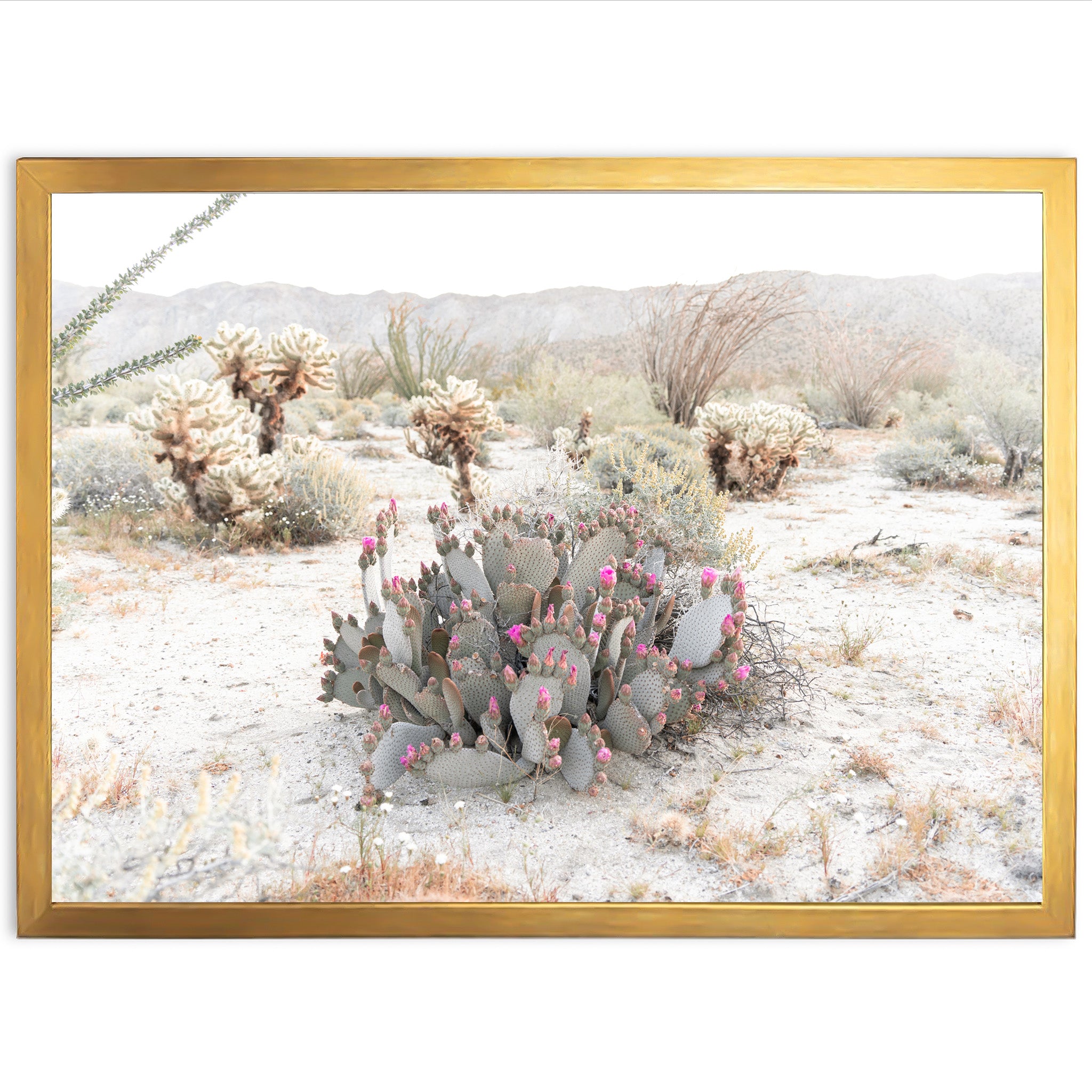 Desert Roses - Shutter and Frame