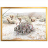 Desert Roses - Shutter and Frame