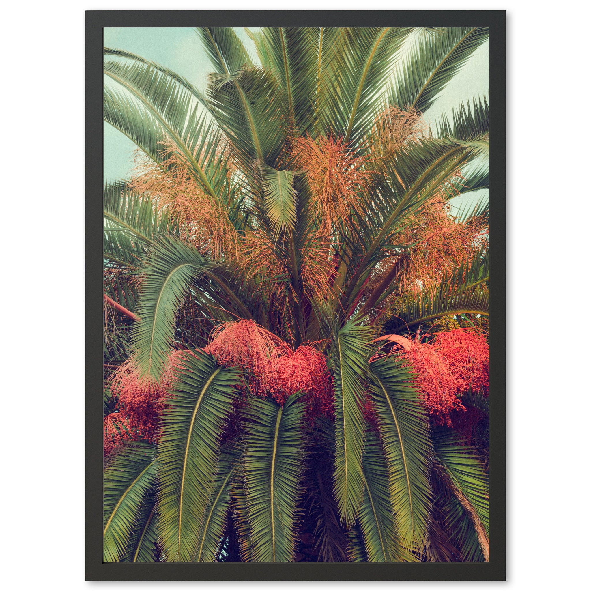 Queen Palm - Shutter and Frame