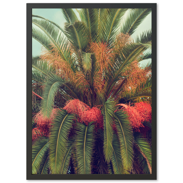 Queen Palm - Shutter and Frame