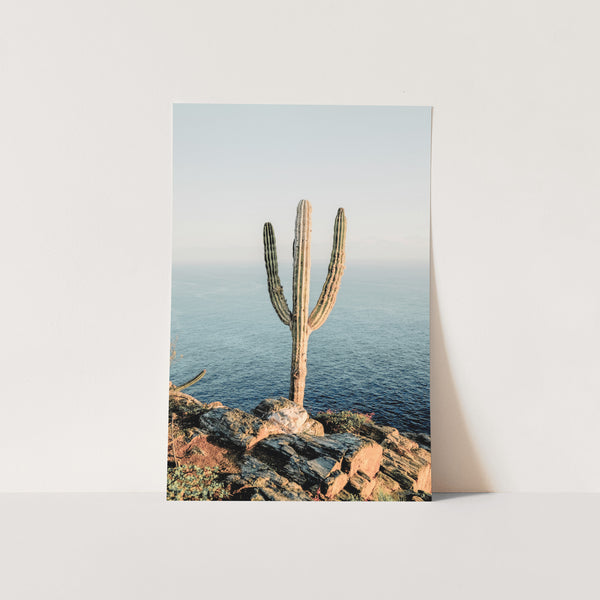 Beach Cactus - Shutter and Frame