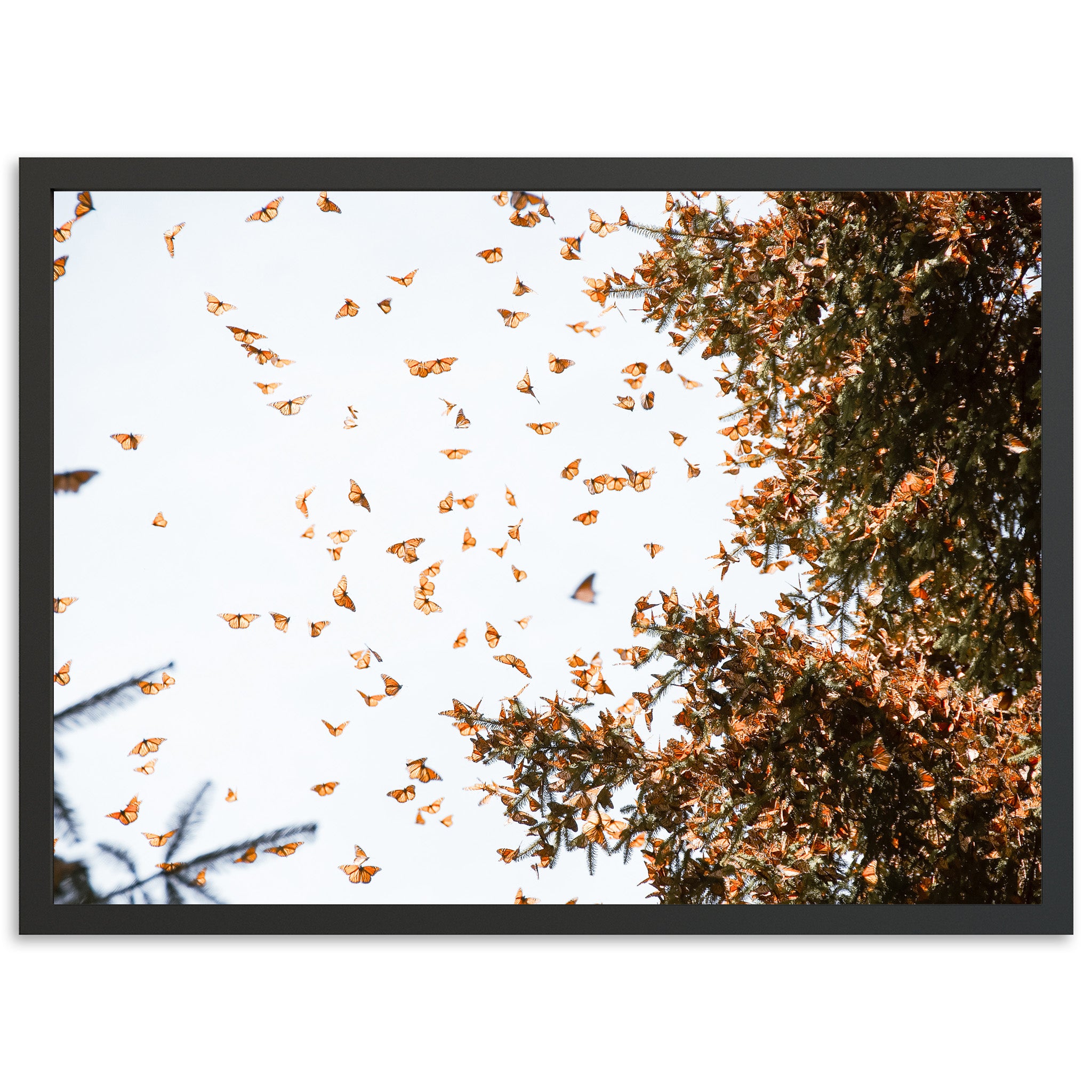 Monarchs - Shutter and Frame