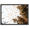 Monarchs - Shutter and Frame