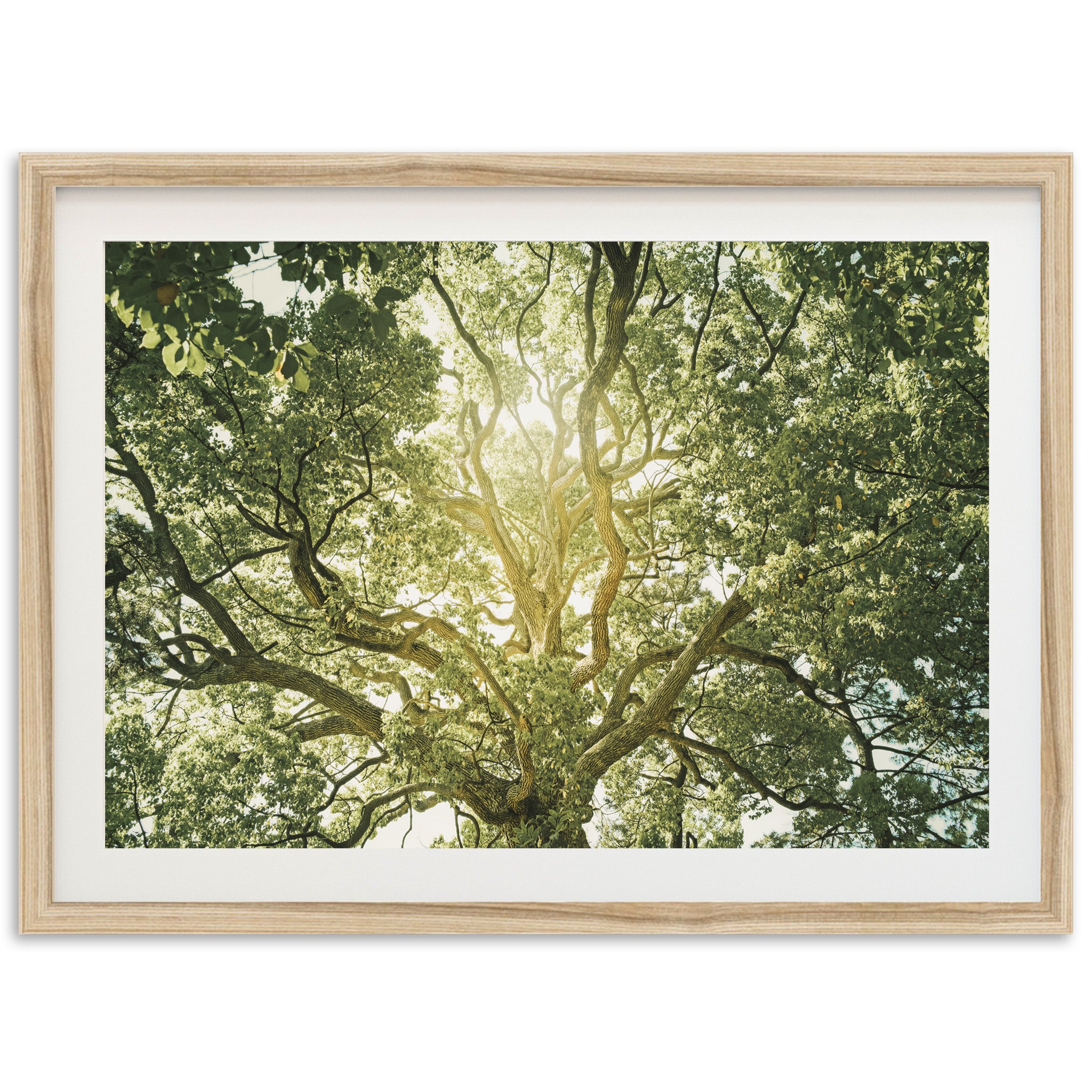 Tree of Life - Shutter and Frame