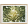 Tree of Life - Shutter and Frame