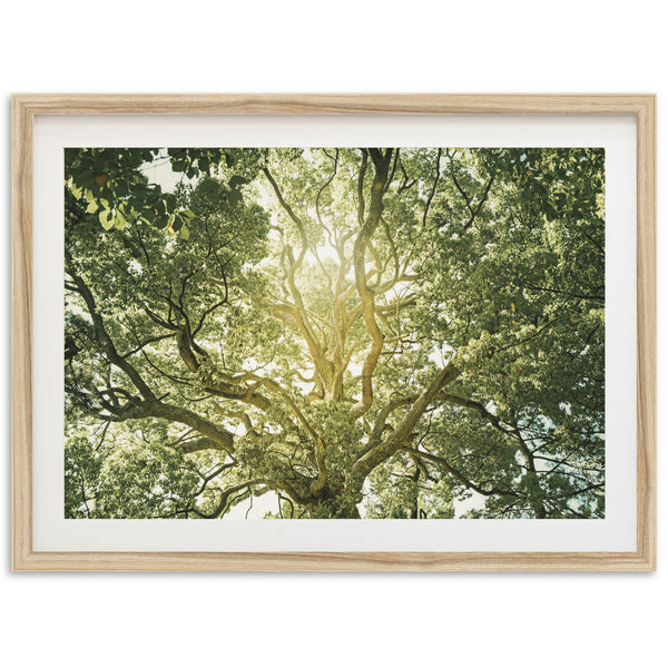 Tree of Life - Shutter and Frame