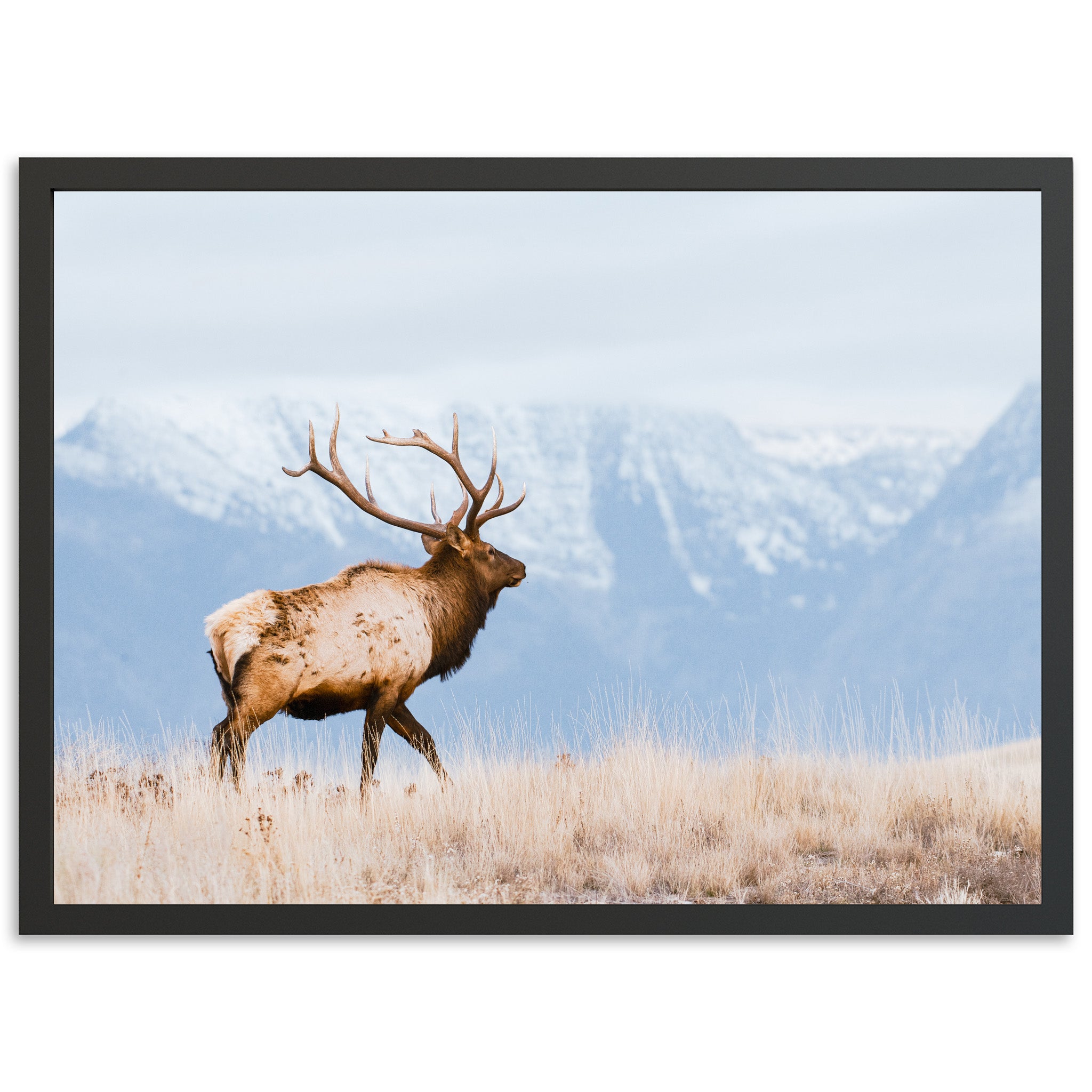 American Elk - Shutter and Frame