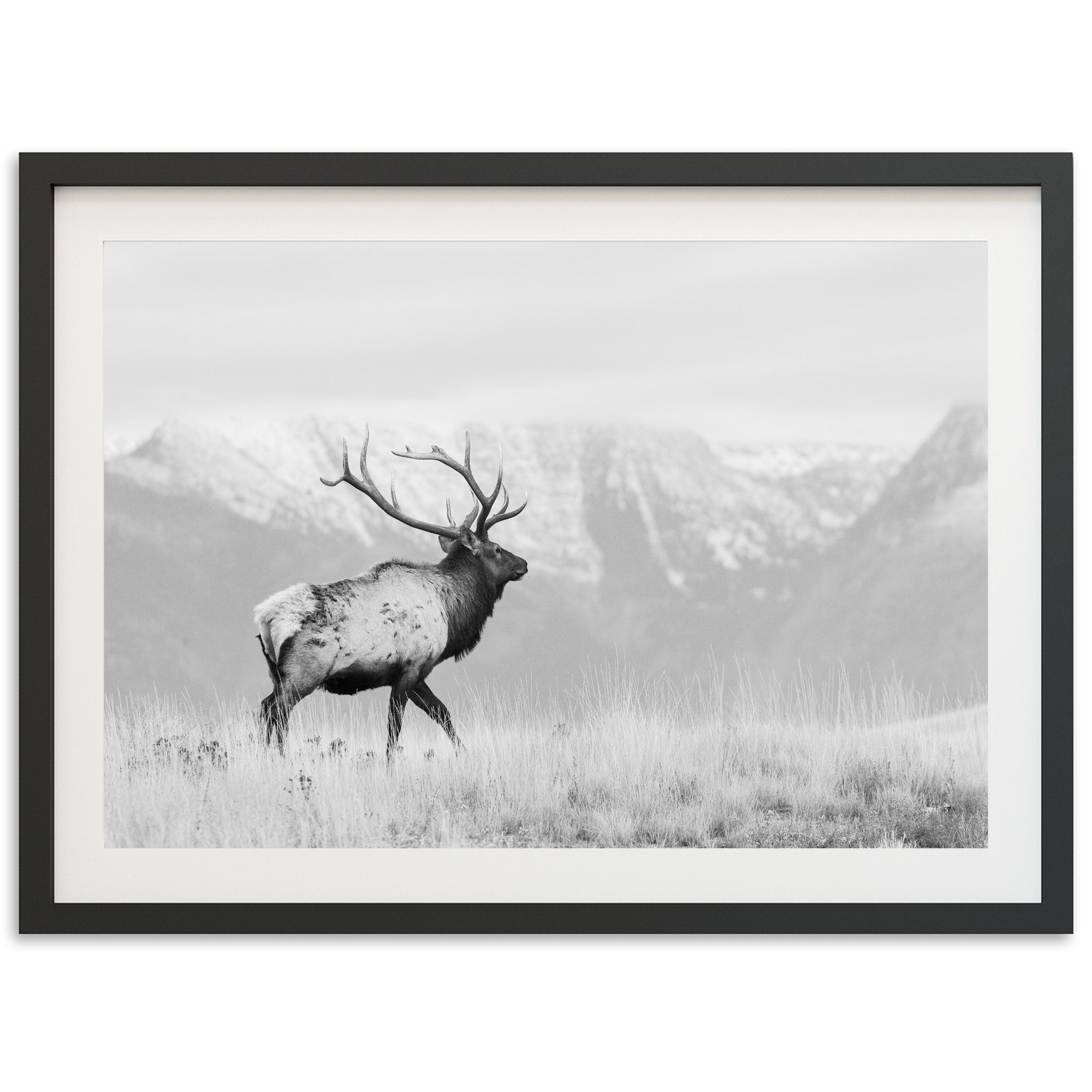 American Elk II - Shutter and Frame