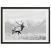 American Elk II - Shutter and Frame