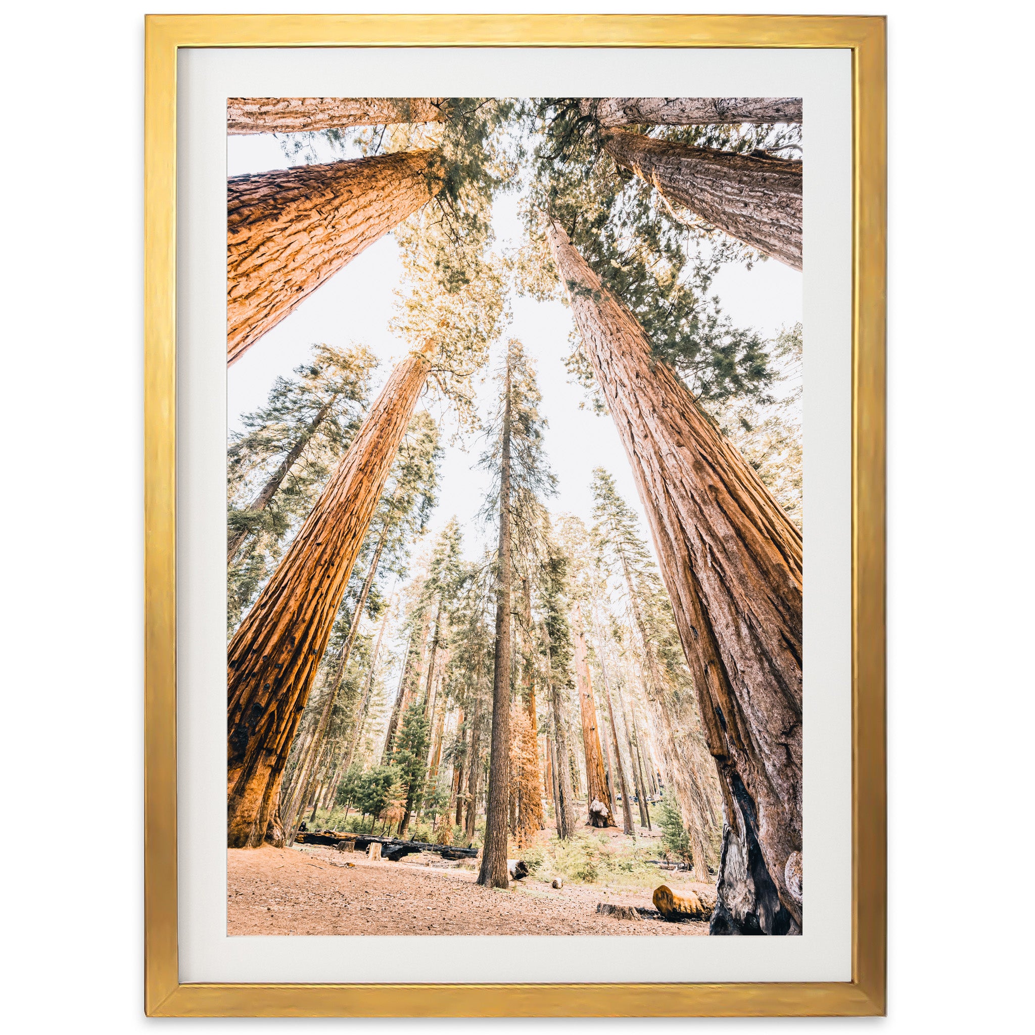 Giants - Shutter and Frame