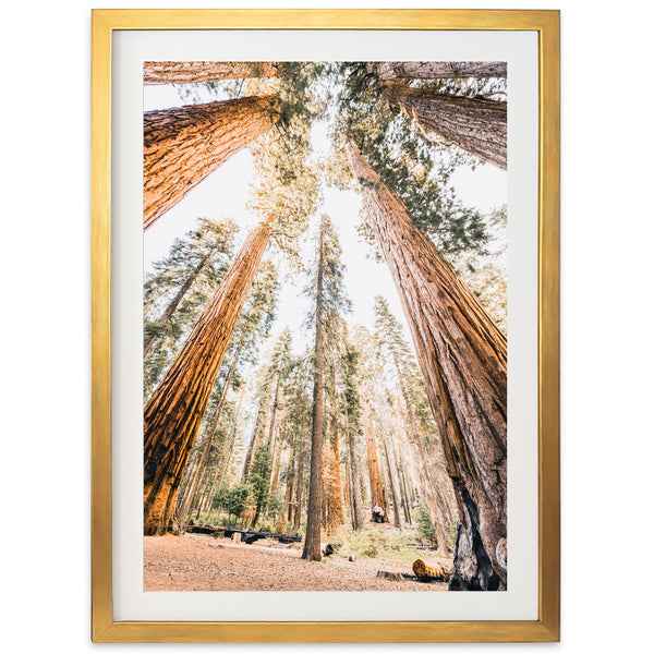 Giants - Shutter and Frame