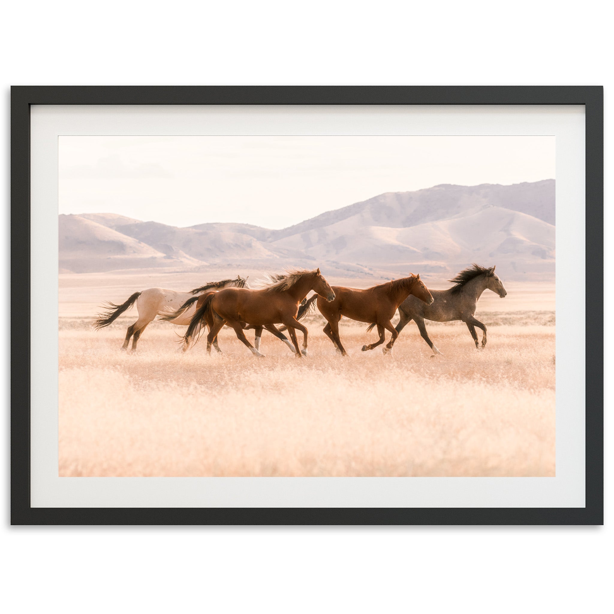 Gallop - Shutter and Frame