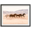 Gallop - Shutter and Frame