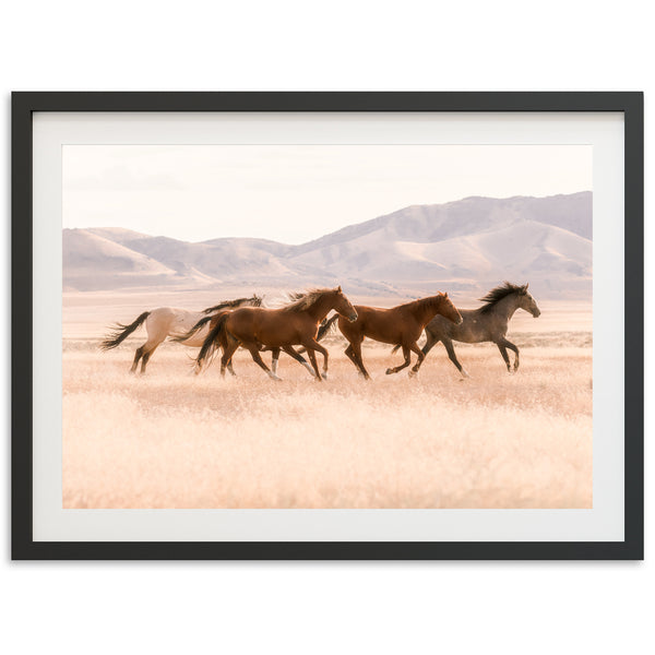 Gallop - Shutter and Frame