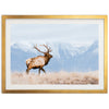 American Elk - Shutter and Frame