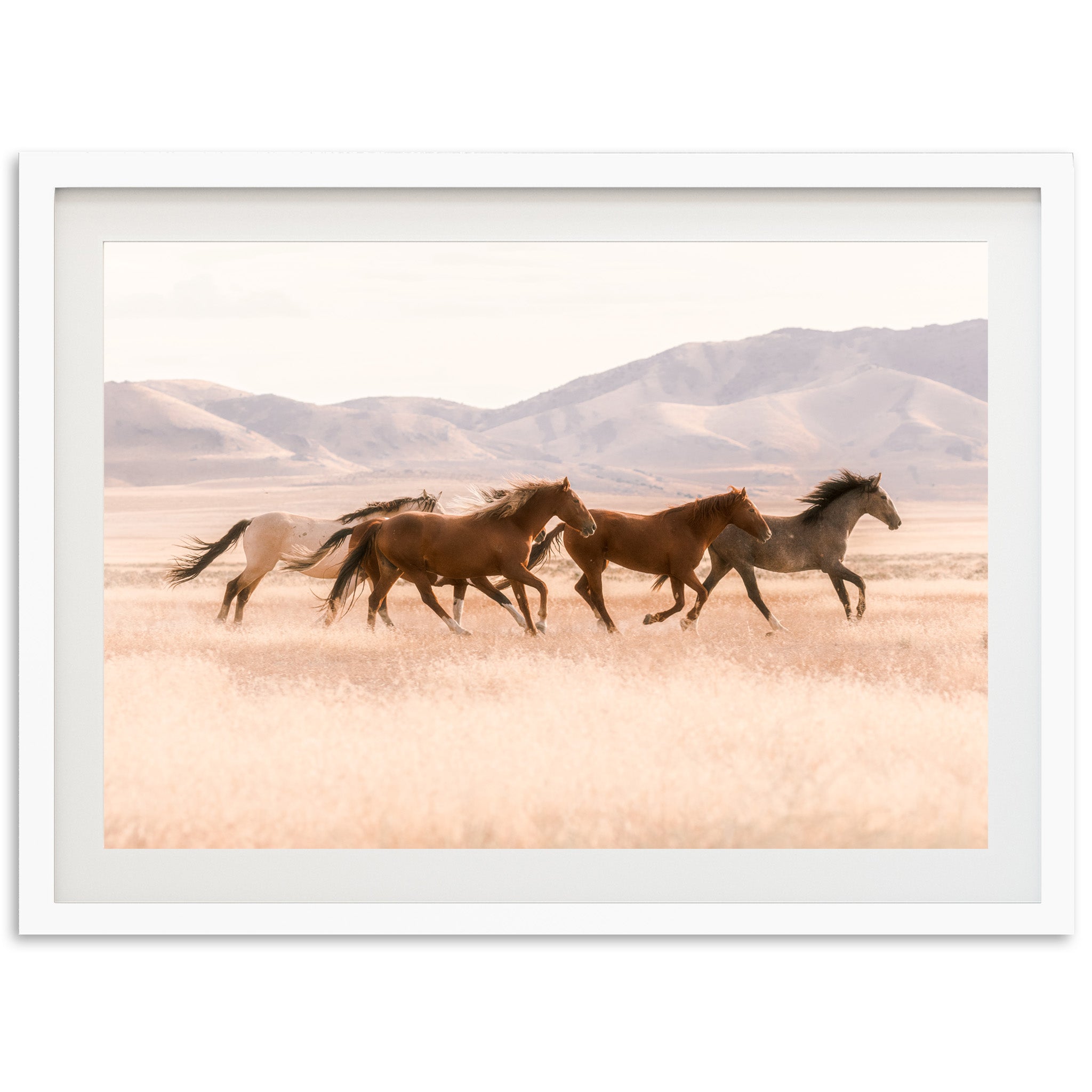 Gallop - Shutter and Frame