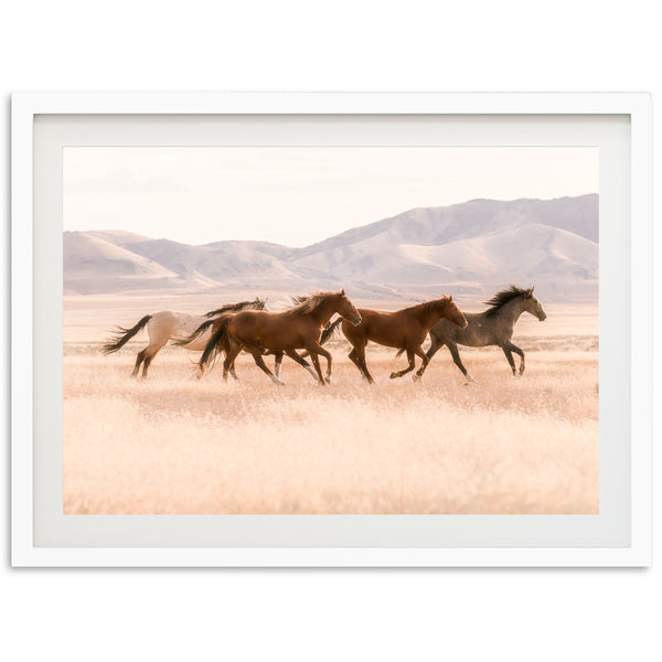 Gallop - Shutter and Frame