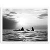 Sunset Session II - Shutter and Frame