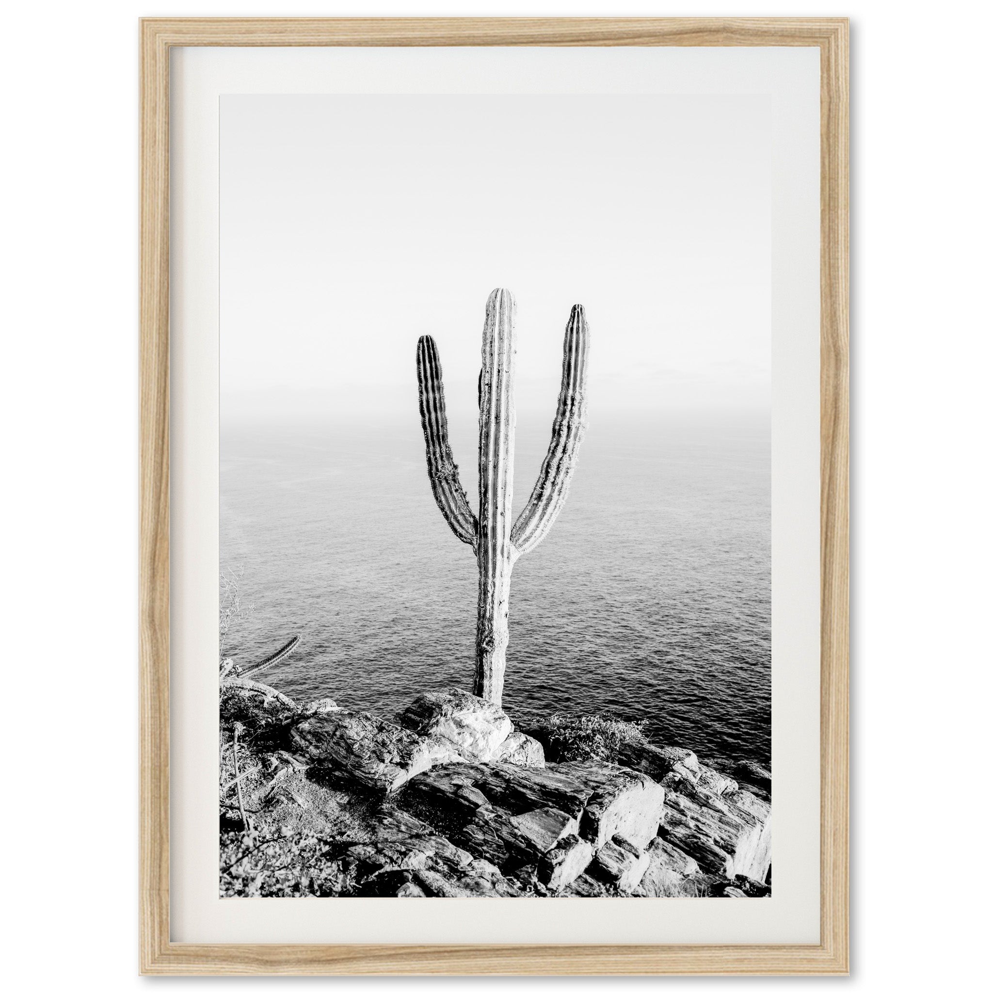 Beach Cactus II - Shutter and Frame