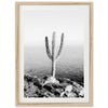 Beach Cactus II - Shutter and Frame