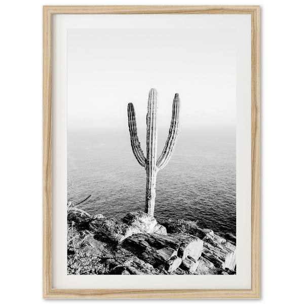 Beach Cactus II - Shutter and Frame