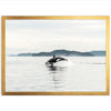 Orca - Shutter and Frame