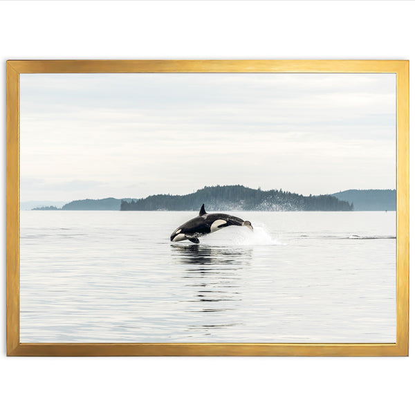 Orca - Shutter and Frame