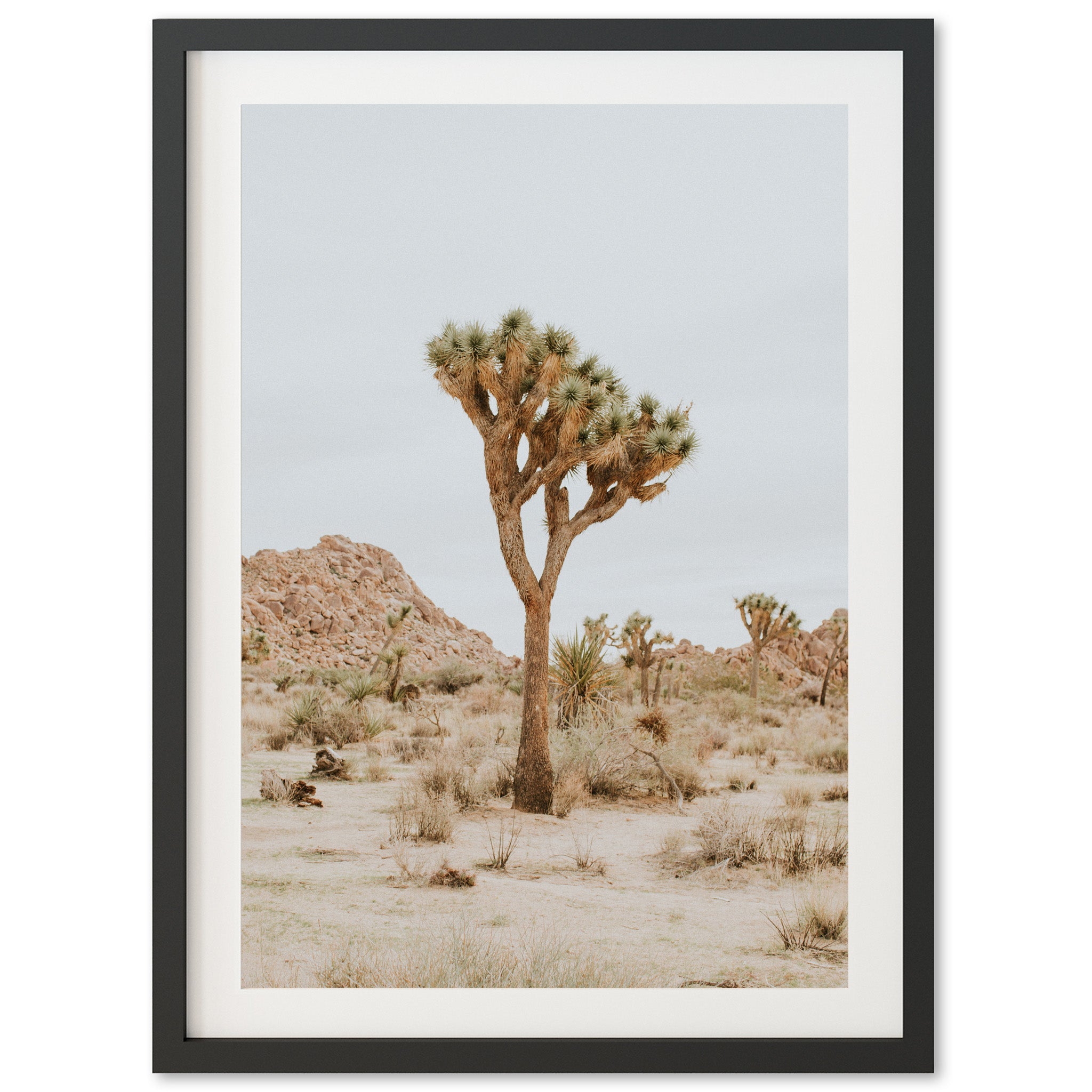 Joshua Tree II - Shutter and Frame