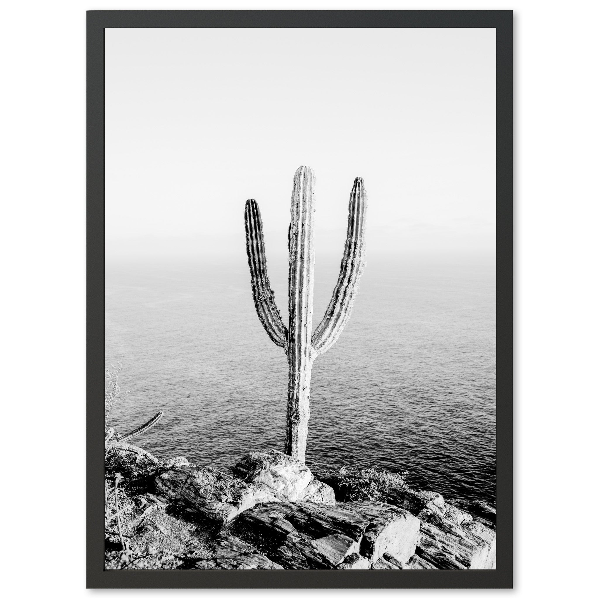 Beach Cactus II - Shutter and Frame