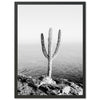 Beach Cactus II - Shutter and Frame