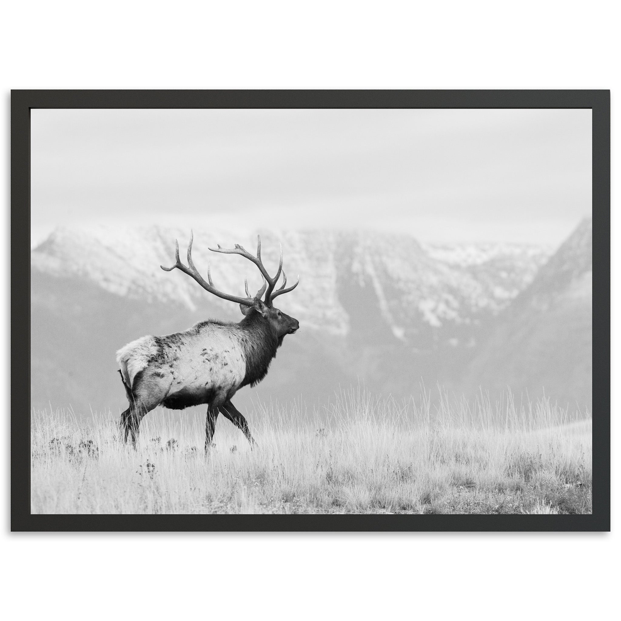 American Elk II - Shutter and Frame